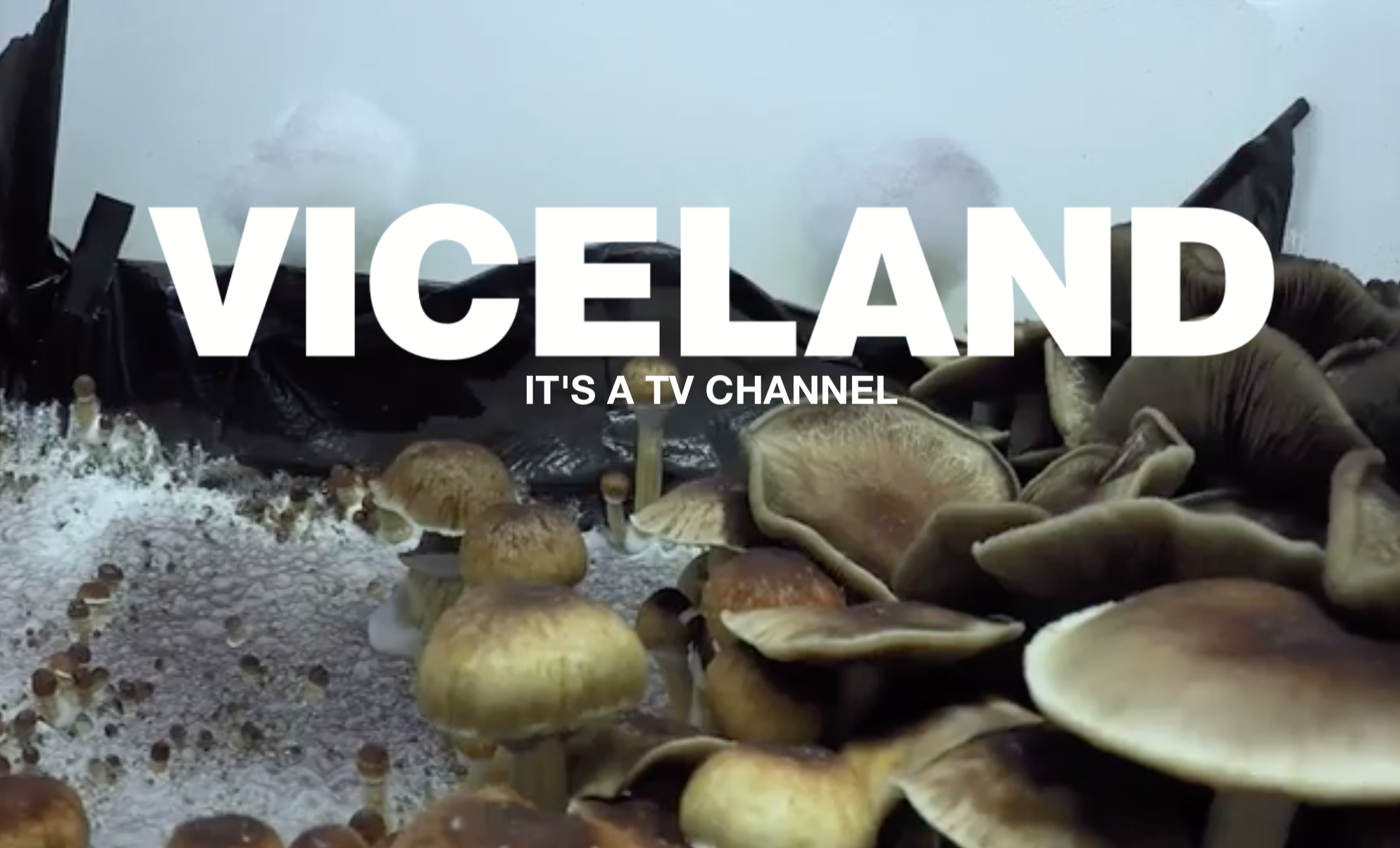 Viceland shows back to TV after deal with Bell Viceland shows back to TV after deal with Bell